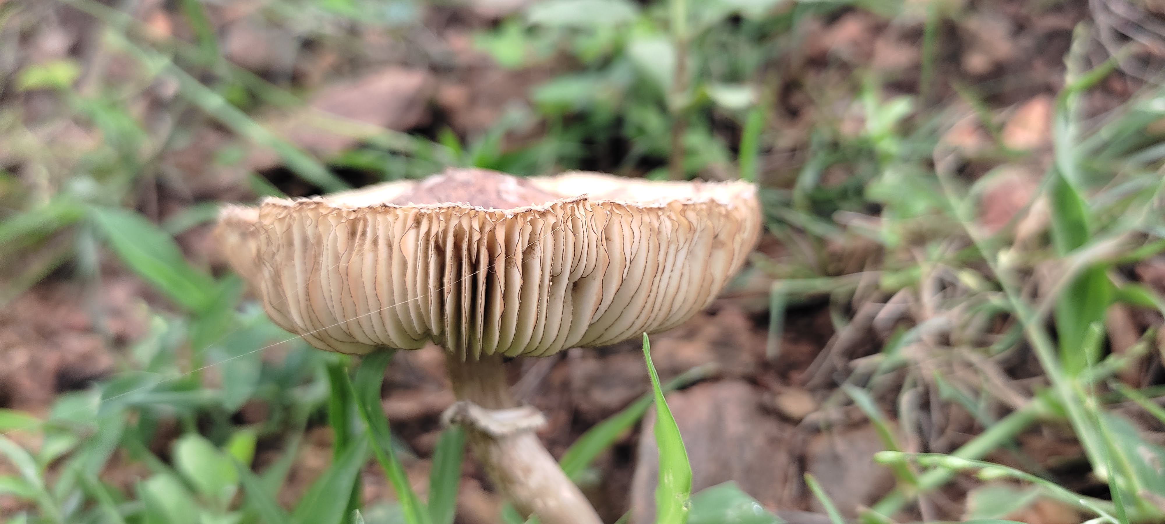 an unidentified mushroom