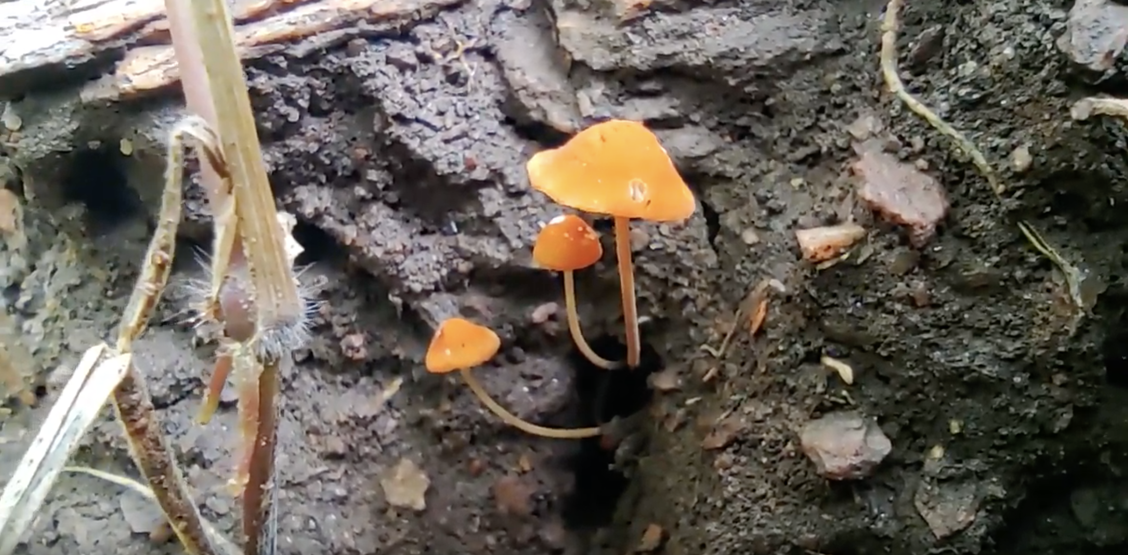 Mycena Leiana spotted in the forest